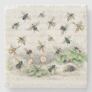 Vintage Honey Bee Queen Bee Entomology Botanical Stone Coaster