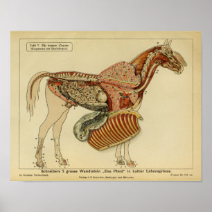 Vintage Horse Anatomy Advertisement Poster