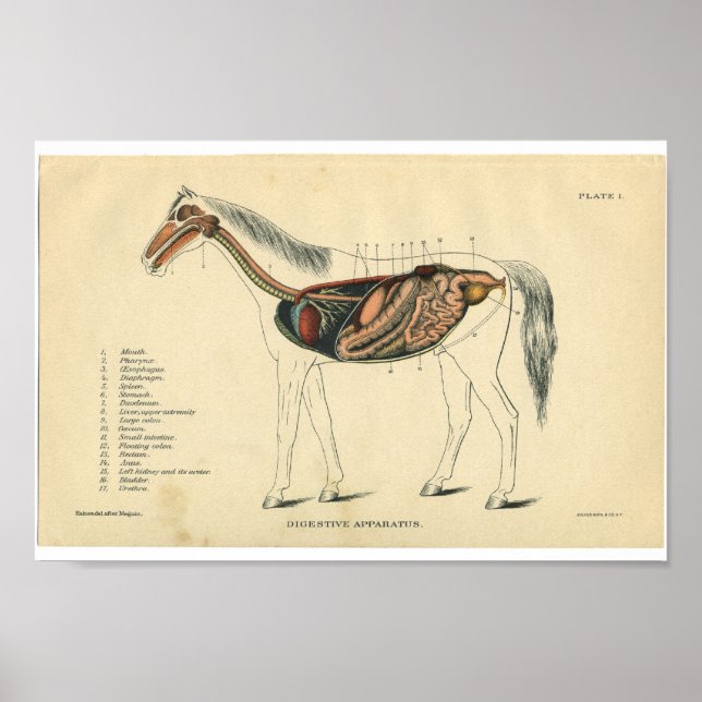 Vintage Horse Anatomy Print Digestive System (Front)