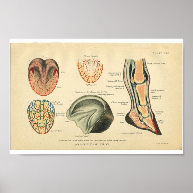 Vintage Horse Anatomy Print Feet Hoof (Front)