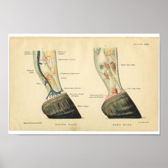 Vintage Horse Anatomy Print Hoof (Front)