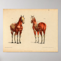 Vintage Horse Anatomy Print Muscles
