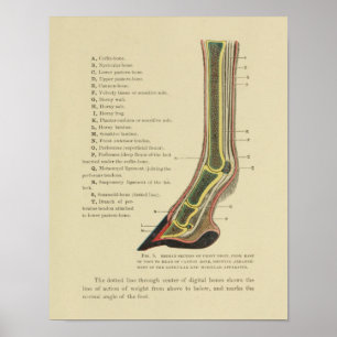 Vintage Horse Hoof Foot Anatomy Print 1902