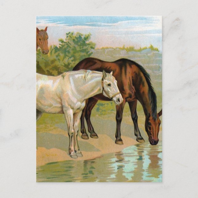 Vintage Horse Painting Postcard (Front)