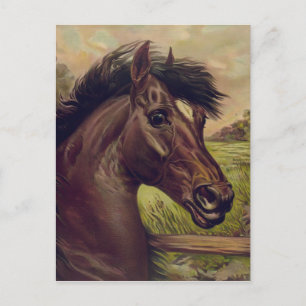 Vintage Horse Portrait A Prince Of The Blood 1893 Postcard