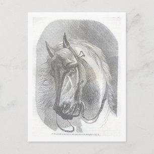 Vintage Horse Postcard