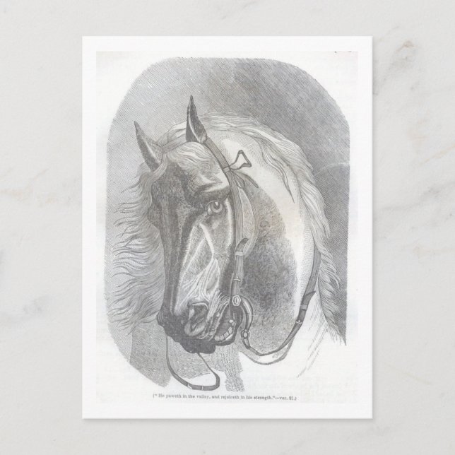 Vintage Horse Postcard (Front)