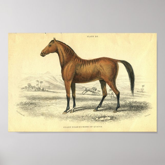 Vintage Horse Print Filley (Front)