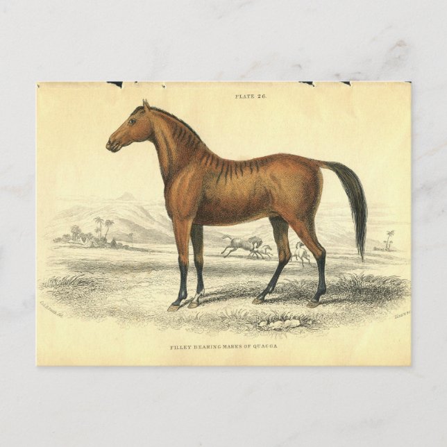 Vintage Horse Print Jardine 1838 Filley Postcard (Front)