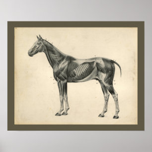 Vintage Horse Veterinary Muscle Anatomy Print