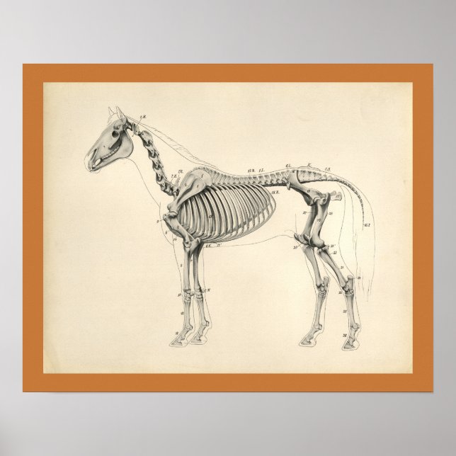 Vintage Horse Veterinary Skeletal Anatomy Print (Front)