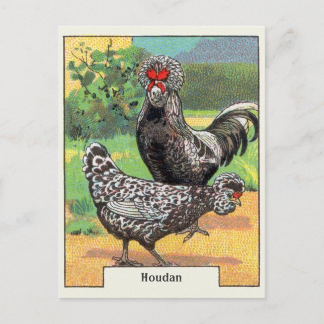 Vintage Houdan Chicken Postcard (Front)