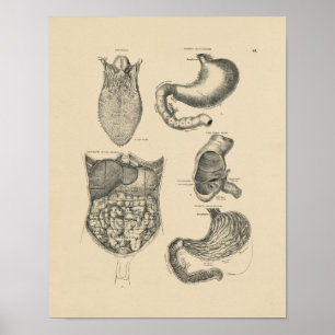 Vintage Human Anatomy 1880 Print