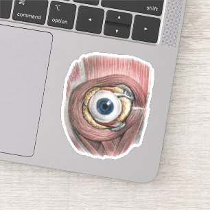 Vintage Human Anatomy, Eyeball Eye with Muscles