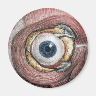 Vintage Human Anatomy, Eyeball Eye with Muscles Magnet