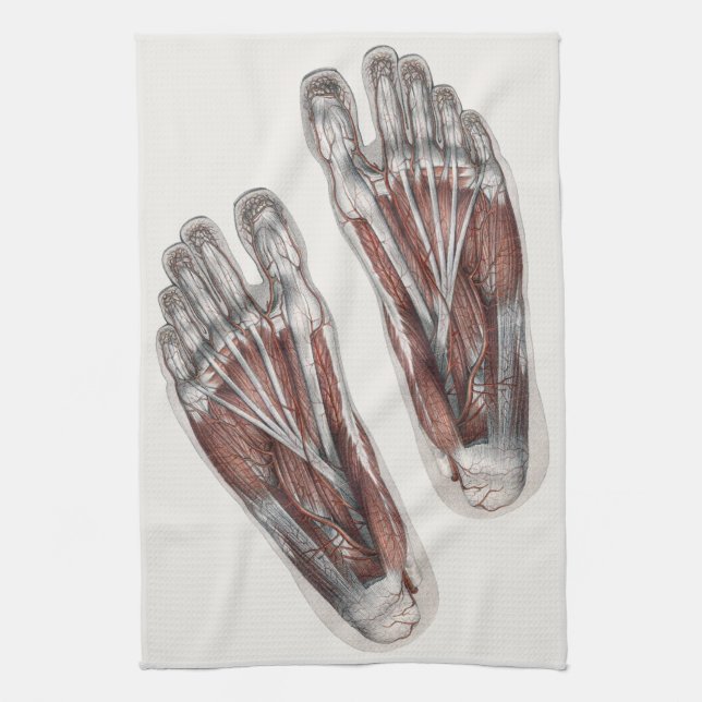 Vintage Human Anatomy Footprint Podiatry Feet Tea Towel (Vertical)