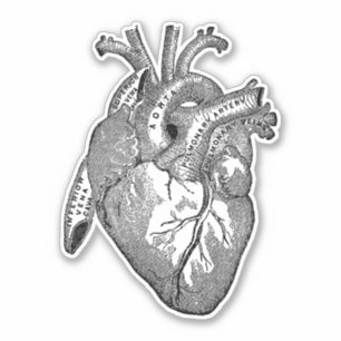 Vintage Human Anatomy Heart Black
