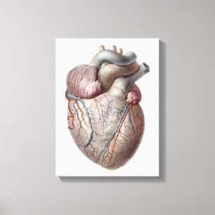 Vintage Human Anatomy Heart Organs Healthy Canvas Print