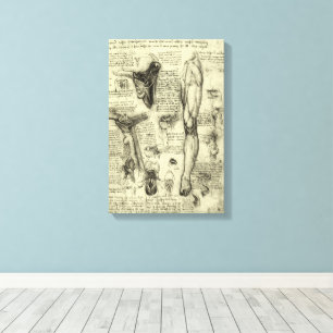 Vintage Human Anatomy Larynx Leg Leonardo da Vinci Canvas Print