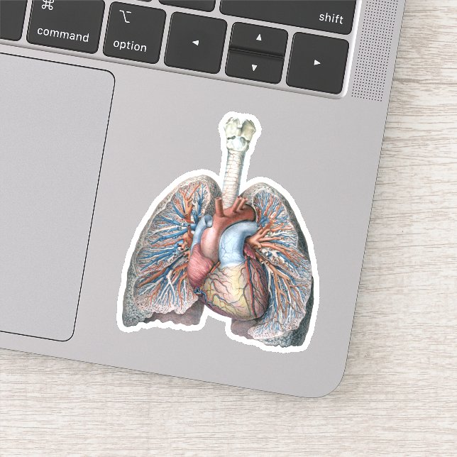 Vintage Human Anatomy Lungs Heart Organs Blood (Detail)