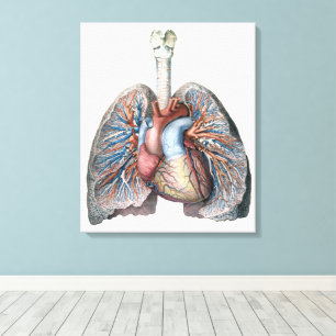 Vintage Human Anatomy Lungs Heart Organs Blood Canvas Print