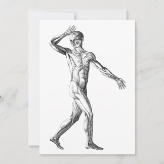 Vintage Human Anatomy, Male Body Muscles