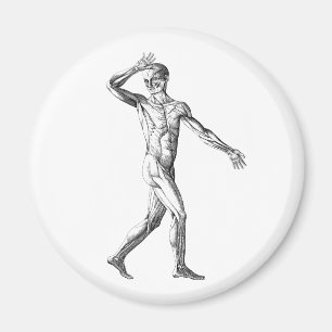 Vintage Human Anatomy, Male Body Muscles Magnet