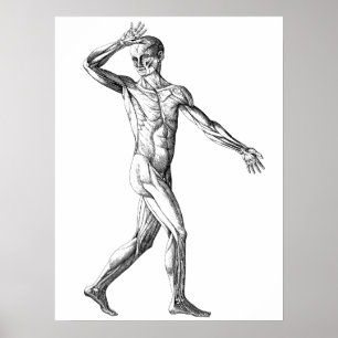 Vintage Human Anatomy, Male Body Muscles Poster