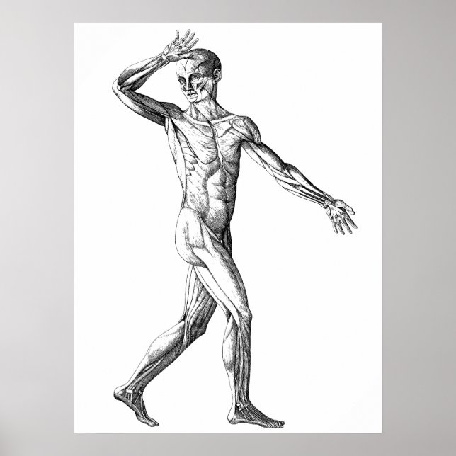 Vintage Human Anatomy, Male Body Muscles Poster (Front)