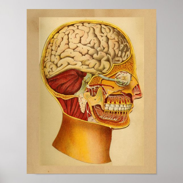 Vintage Human Anatomy Print Head Brain (Front)