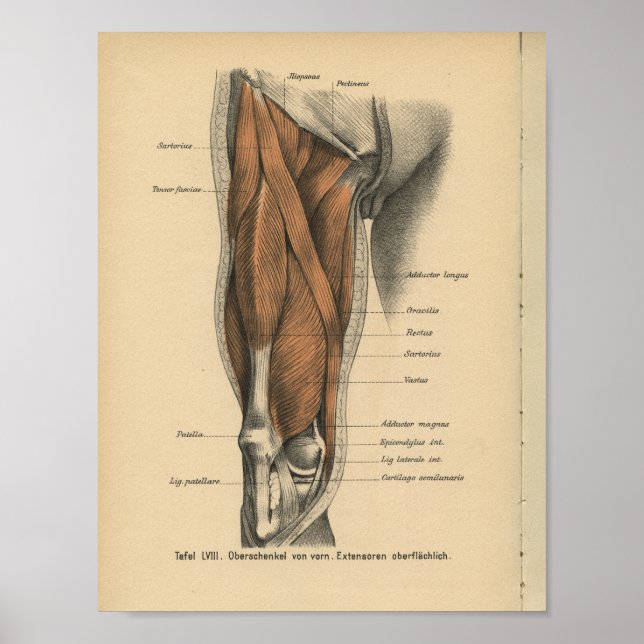 Vintage Human Anatomy Print Leg Muscles (Front)