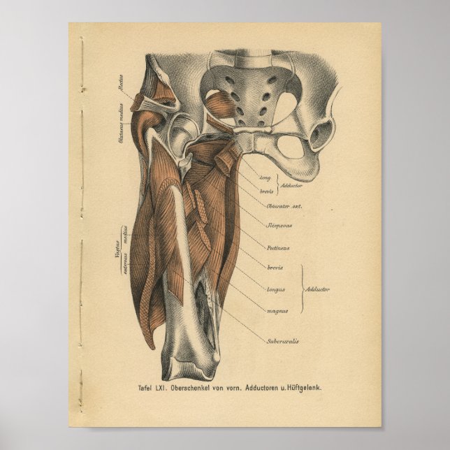 Vintage Human Anatomy Print Leg Muscles (Front)