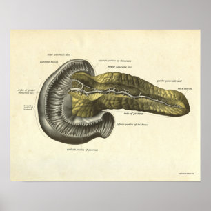 Vintage Human Anatomy Print Pancreas