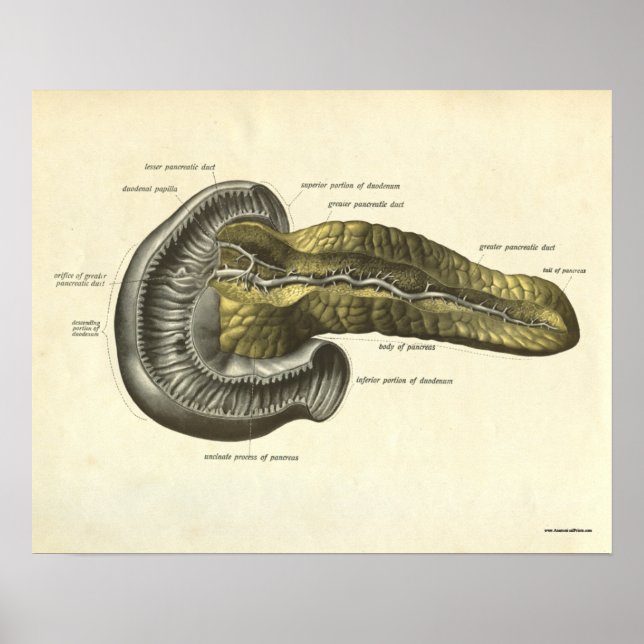 Vintage Human Anatomy Print Pancreas (Front)