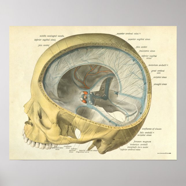 Vintage Human Anatomy Print Skull Internal (Front)