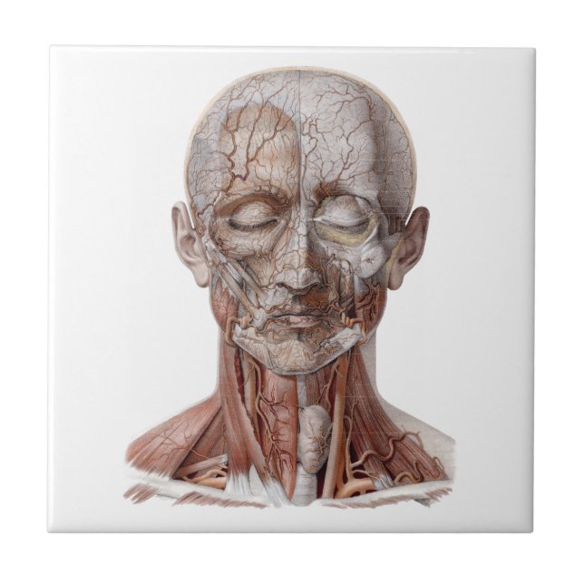 Vintage Human Anatomy Science, Head Throat Nose Tile (Front)