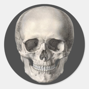 Vintage Human Anatomy Skull, Halloween Skeleton Classic Round Sticker