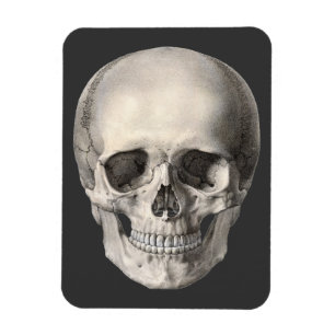 Vintage Human Anatomy Skull, Halloween Skeleton Magnet