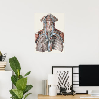 Vintage Human Anatomy Throat, Neck, Chest, Ribs Poster