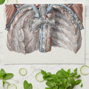 Vintage Human Anatomy Throat, Neck, Chest, Ribs Tea Towel