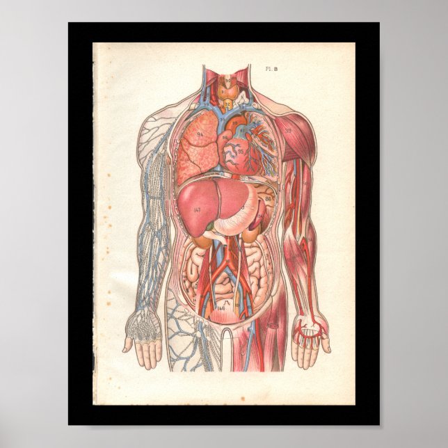Vintage Human Internal Anatomy Print (Front)