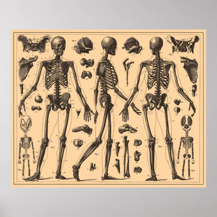 Vintage Human Skeleton Anatomy Diagram (1907) Poster | Zazzle.co.nz