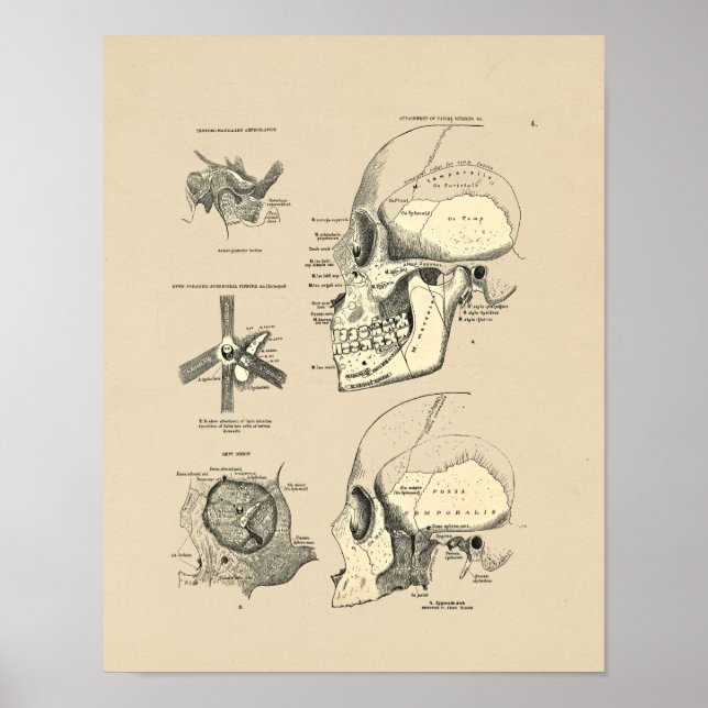 Vintage Human Skull Bones 1880 Print (Front)
