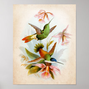 Vintage Hummingbird Art no. 13 Poster