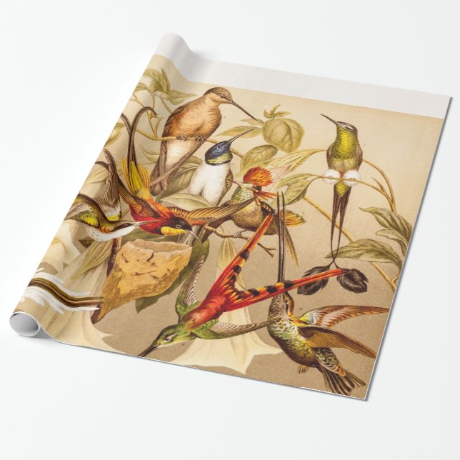 Vintage Hummingbird Bird Hummingbirds Birds  Birds Wrapping Paper (Unrolled)