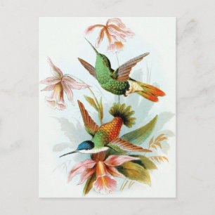 Vintage Hummingbird Illustration Postcard