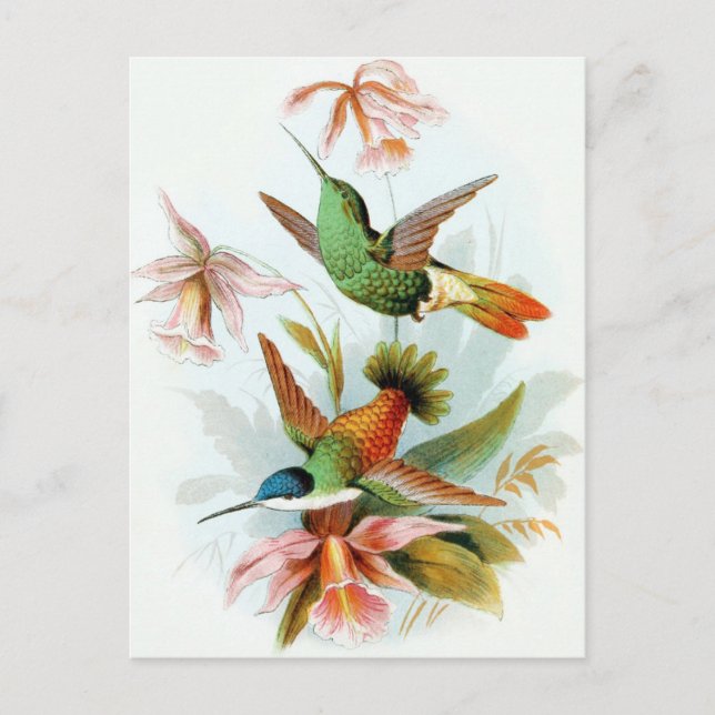 Vintage Hummingbird Illustration Postcard (Front)