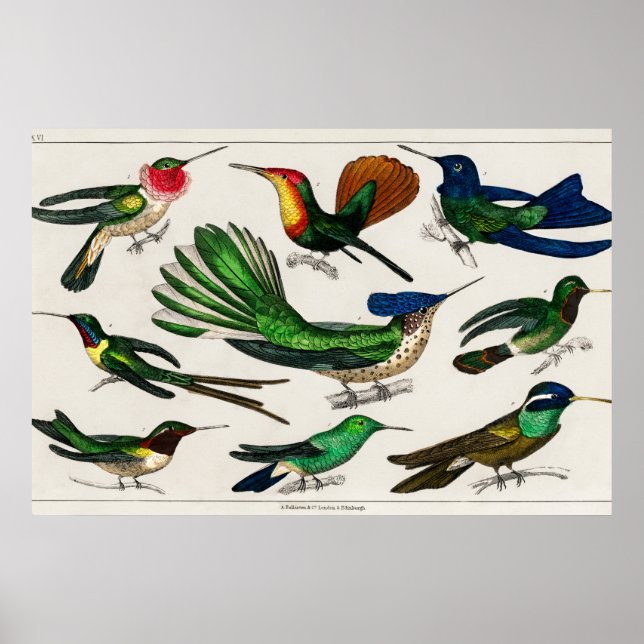 Vintage hummingbird illustration poster (Front)