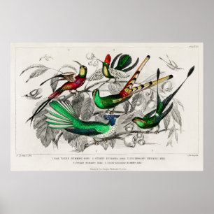 Vintage hummingbird illustration poster