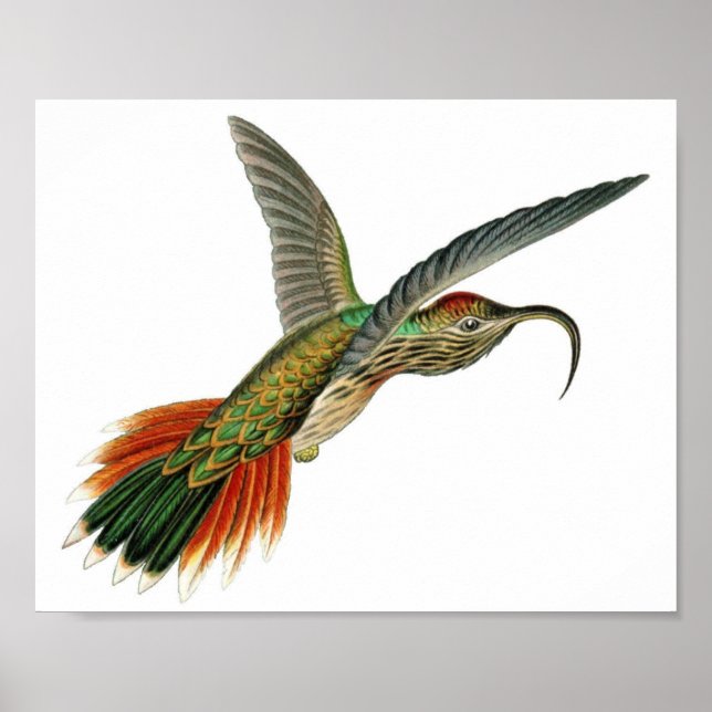 Vintage Hummingbird Illustration Poster (Front)